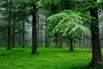 7 самых дремучих лесов России